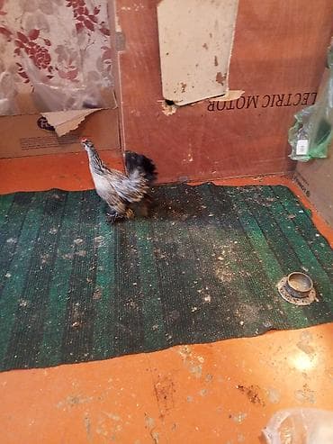 Toyuq, Damazlıq — 7