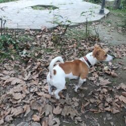 джек рассел терьер бишкек: Cek rassel teryer, 1 ay, Erkek, Ödənişli çatdırılma — 8