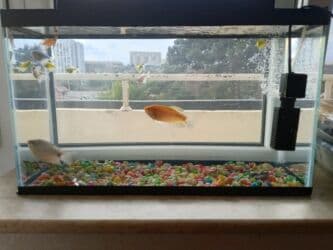 oskar balığı: Balıqlar və akvaryum biryerdə satilir — 4