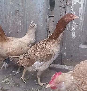 barter toyuq: Xoruz, il: 2, Ödənişli çatdırılma — 5