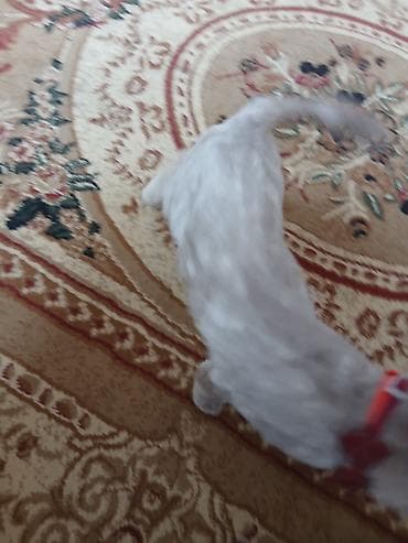 heyvan əşyaları: Britan yastı qulaq — 6