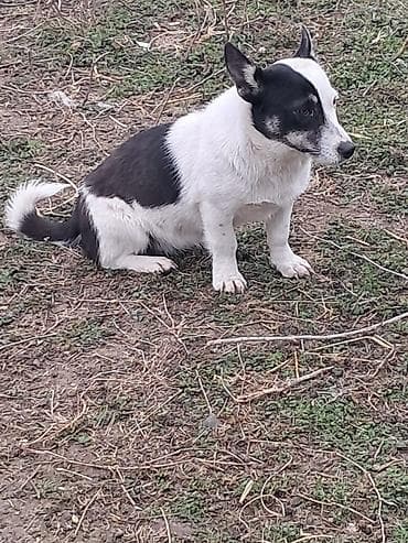 it haski: İki rəngli (qara-ağ) kiçik ölçülü it - Cins tipajı: tərtibli bədən — 1