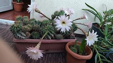 Echinopsis (açan kaktus) – çoxillik dekorativ sukulent - Növ