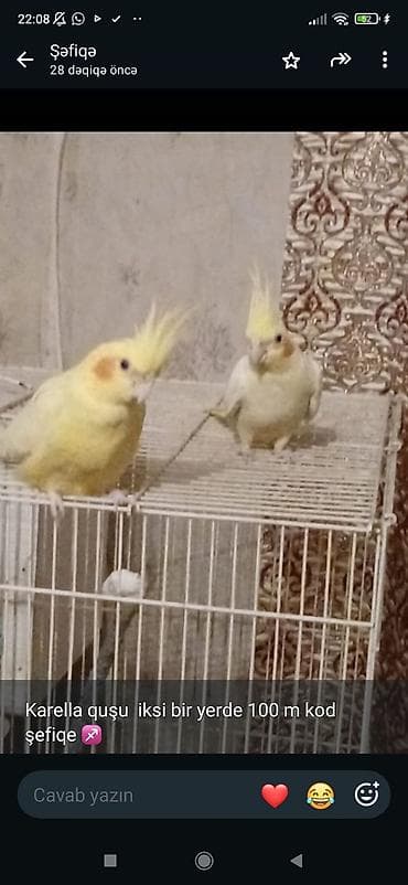 Məhsul: Karella (nimfa) tutuquşuları – 2 ədəd birlikdə Təsvir: - lalafo.az -da Məhsul: Karella (nimfa) tutuquşuları – 2 ədəd birlikdə Təsvir: -