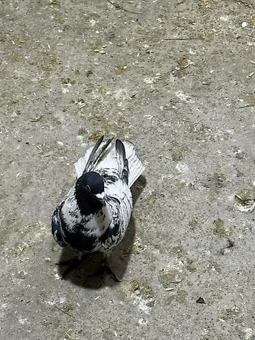 sağsağan quşu: Göyercin qarabas ekey qizğin qusdu 15 m qiymet sondu — 1