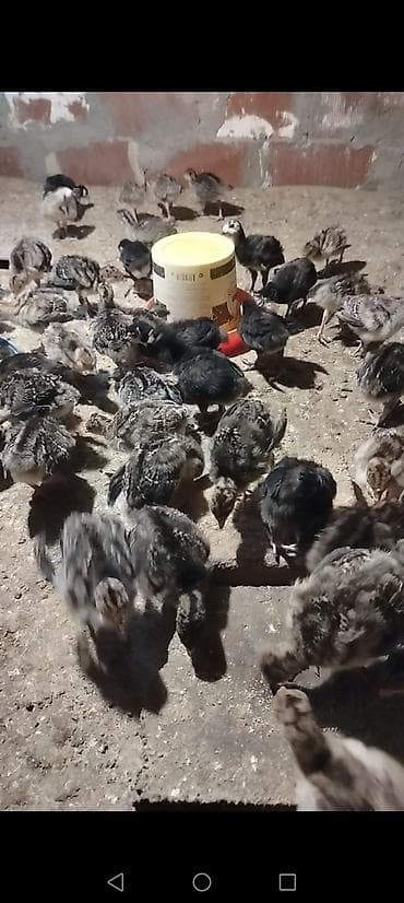 toyuq mehsullari topdan satis: Dişi, Kanada, Ətlik, Ödənişli çatdırılma — 3