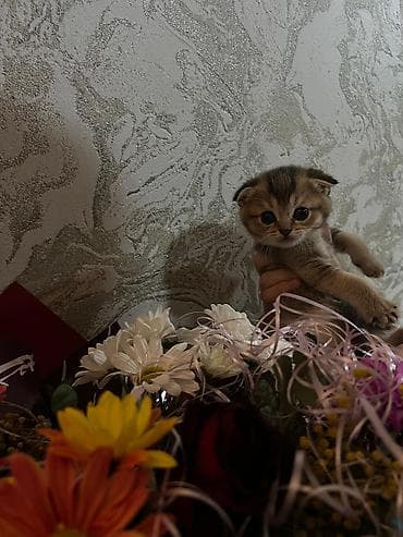 pişik sumkası: Şotland — 6