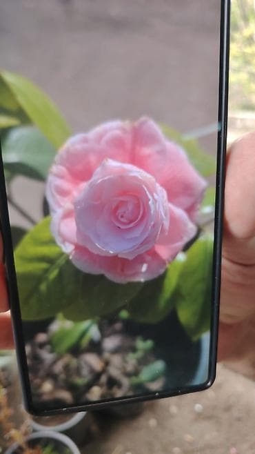 bitki dermanlari: Kamelia (Camellia japonica) dekorativ kol – qara plastik dibçəkdə. - — 2