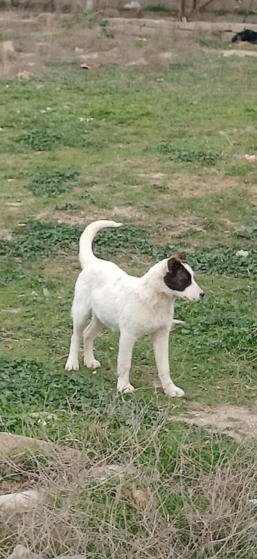 Qurdbasar, 3 ay, Dişi