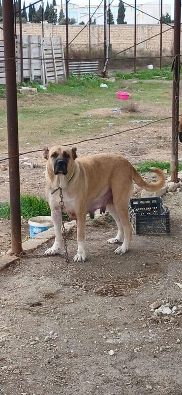 sərab çoban iti: Qurdbasar, 3 il, Dişi, Peyvəndli, Ödənişli çatdırılma — 7