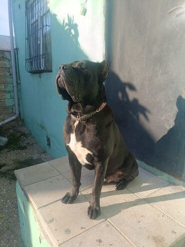 ərkəy dana: Kane-Korso, Erkek, Ünvandan götürmə — 2