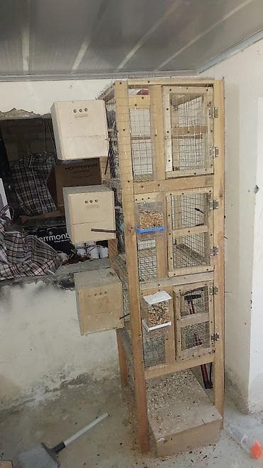 korella satışı: Altı balalı yumurtalı hazır cüt olan quşlardı hamısı satılır bir — 5