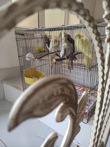 попугай жако купить в баку: Qəfəs quslar — 13