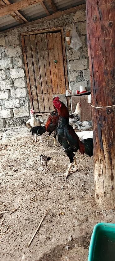 kənd xoruzu: 12 ayina kecib tam saglam aktib becedi .temiz qan temiz cins qapisine — 1