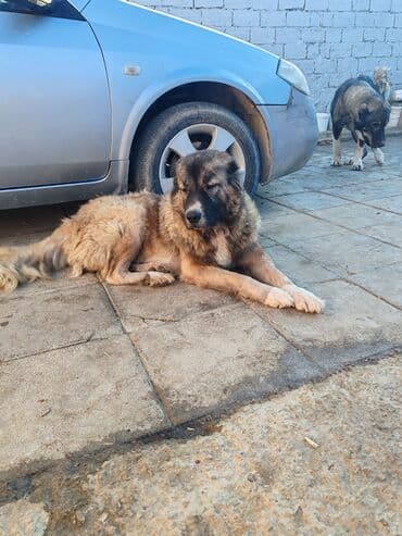 çoban axtarılır: Qafqaz çoban iti — 9