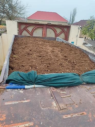 evkalipt bitkisi: Qara torpaq – bağ və landşaft üçün Məhsul: - Təbii, qida maddələrinə — 4