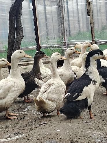 rengli cuce: Salam Həyət heyvanlarıdır 3 günlüyündən özüm saxlamışam 23 dekabr — 2