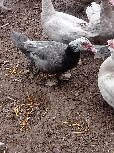 ordəy: Tam sağlam akdif bezekli lal ördekler sagılır.her bir rengden 1-cütdü — 4