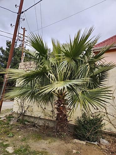 Digər bitkilər: Dekorativ palma ağacı – fan formalı yarpaqlı (yükək soyuğa davamlı — 8