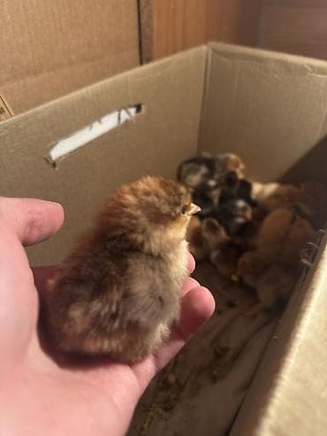 simental erkek dana: Toyuq cücələri, Damazlıq, Ünvandan götürmə — 3