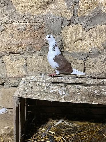 Tutulma heyvanlar tək tək qiymət fərqlidi ağ erkəy mor çəp maya drakon