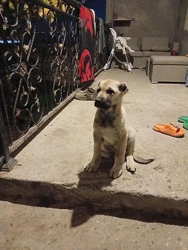 cins xoruz: Peyvəndli — 3