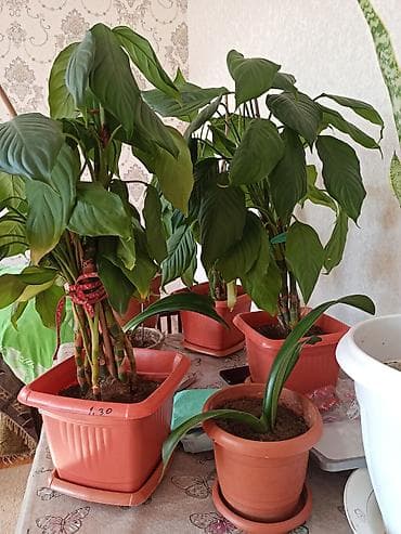 Букетные цветы: Ev otaq gülləri – bir neçə növ 5-50 manat arası qiymət - — 10