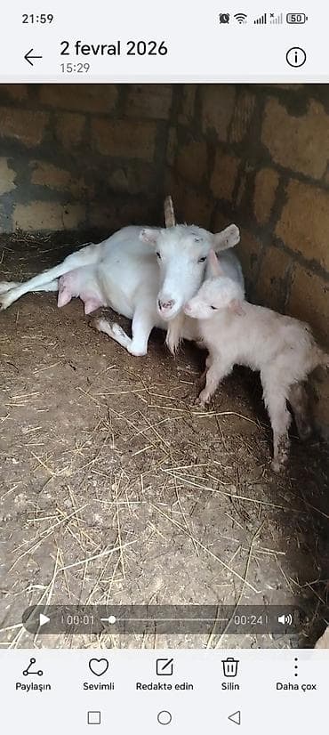 sud pompasi: Salam keci südü var hər gün teze süd olur və damazdıqa 1 aylıq — 3