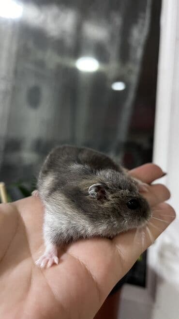 hemıstır: Djunqar cinsli xamyaklar - Kiçik ölçülü, sakit və mehriban xasiyyətli — 2