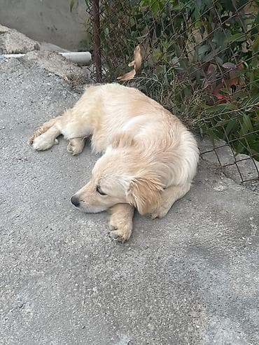 zvanok iti satışı: Golden Retriever temiz qan satilir sakit itdi uşaqlarla oynamaqi sevir — 4