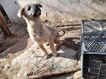 Digər heyvanlar: Balaca it balaları – enerjili və mehriban - Yaş: bala - Rəng — 3