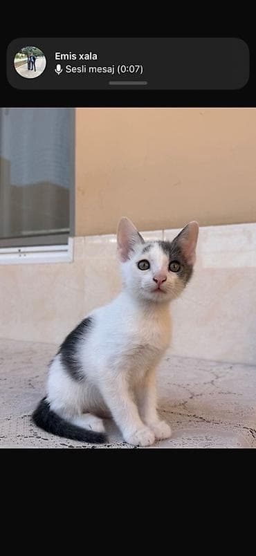bala pişik pulsuz: Erkək, Yaxşı əllərə — 3