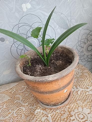 Otaq bitkiləri: Pəncərə qutusu üçün ətli saksı bitkisi – 2 köklü pelargonium — 6