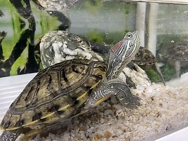 baliq tutan satilir: Dördbucaq akvarium, Balıqlarla birlikdə, 12 l, Ünvandan götürmə — 2