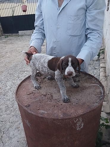 cins qazlar: Alman qısatüklü ov iti balası (German Shorthaired Pointer) – — 4