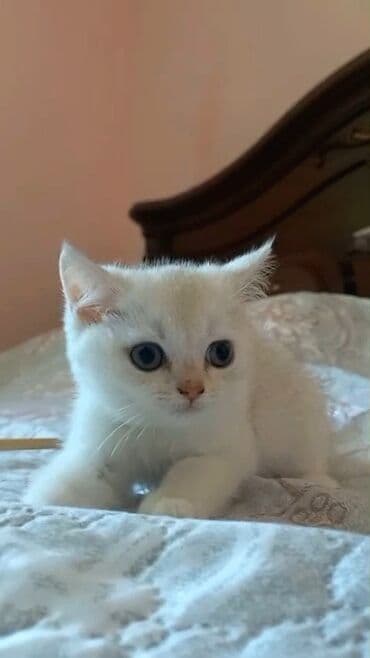 heyvan pişik: Шиншилла, Самец, Платная доставка, Самовывоз — 1