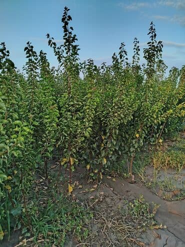 zeytun satışı: Hər növ ağac tinglerinin satışı — 10