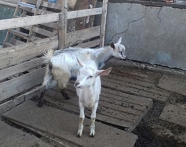 Məhsul: Keçilər (2 baş) 4.5 ayliq alpin saanen melez cepisler. Real