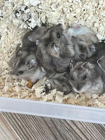 cuca: Hamsterler – Dwarf (cücə) hamsters Xüsusiyyətlər: - Cins: cücə xomyak — 3