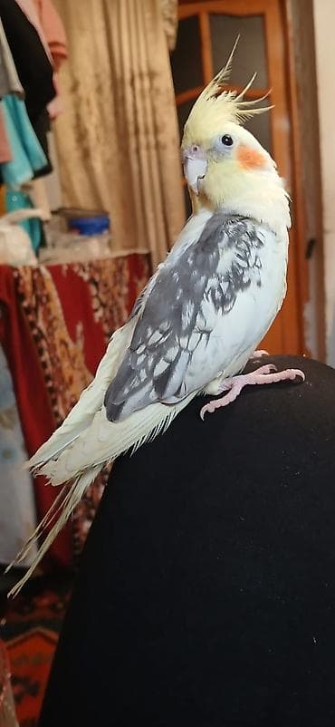 Digər quşlar: Sultan papuqayı satılır — 2