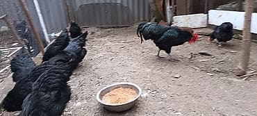 şirin pişik sekilleri: Toyuq, Damazlıq — 7