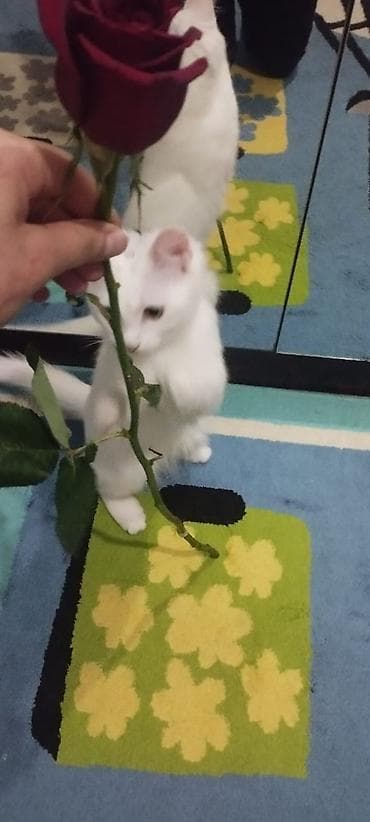 pisik ucuz: Yaxşı əllərə — 3