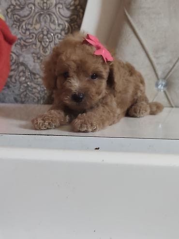 pidbul balasi: Pudel, 2 ay, Ödənişli çatdırılma — 7
