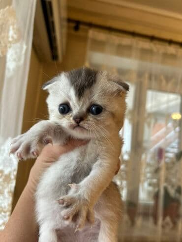 İtlər: Şotland yastı qulaq, Dişi, Yaxşı əllərə, Ünvandan götürmə — 4