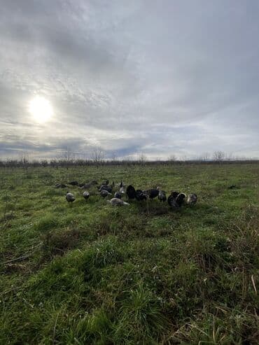 Toyuqlar: Erkək, Ətlik, Ünvandan götürmə — 3