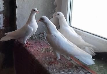 ebabil quşu: 5 manatdan 3 dene tutulma var istiyen olsa vatsapa yazar vidyosunu — 2