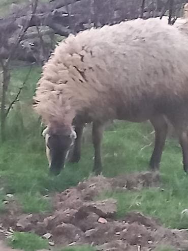 Salam qoyunlar satılır 8dənə heyvandı cavan heyvanlardı tam sağlam