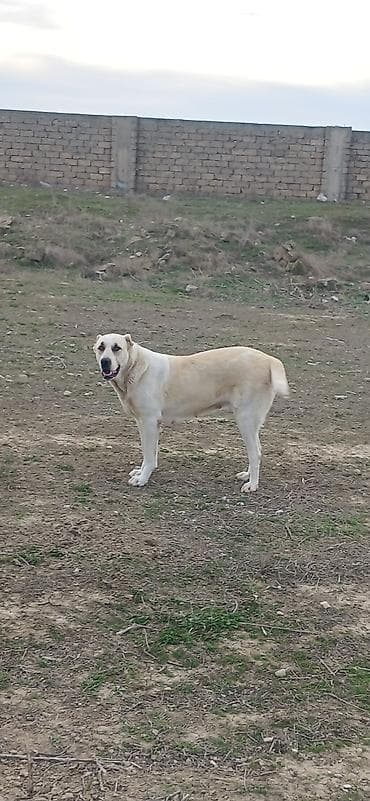 tap az pitbull: Qurdbasar, 2 il, Dişi, Peyvəndli, Ödənişli çatdırılma — 7