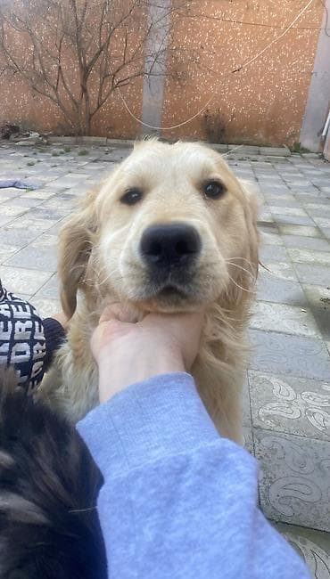 lalafo ev heyvanlari: Retriever, 2 il, Erkek, Peyvəndli, Pulsuz çatdırılma — 7