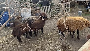 mal qoyun: Qoyun sürüsü — qaragül tipli yerli cinslər qarışığı - Tərkib: 5 — 3